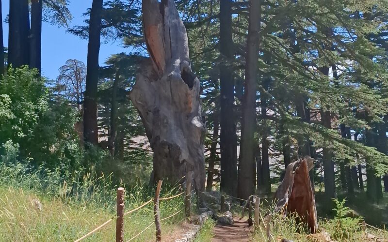 SEFIR BI LEBNEN TO QADISHA | ARZ CEDARS FOREST | ST. JACOB | LA JETEE | ST. CHARBEL HOUSE