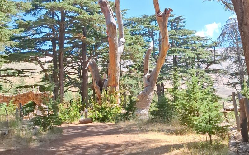 SEFIR BI LEBNEN TO QADISHA | ARZ CEDARS FOREST | ST. JACOB | LA JETEE | ST. CHARBEL HOUSE