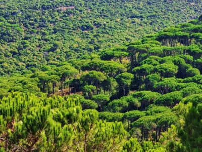 Arsoun Hiking, Christmas Spirit, and Debs Tasting