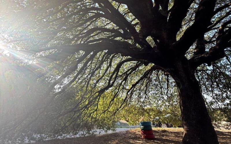 Sefer Bi Lebnen – Al Zourou3 Experience: Olive Oil Tasting, Local Products, Mini Hike and Traditional Lunch