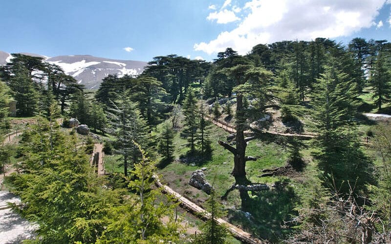 The Holy Valley: Qadisha, Bcharre & The Cedars (4 guests+)