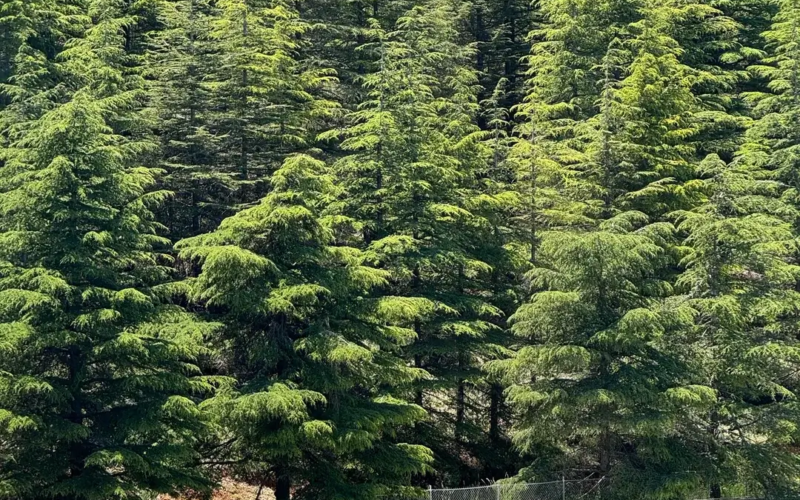 The Chouf Royalty: Deir El Qamar, Beiteddine and Chouf Biosphere Cedars forest