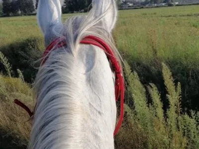 Horseback Tour 5KM in Bar Elias Bekaa