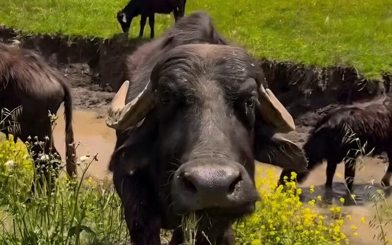 Ammiq Wetland Hiking