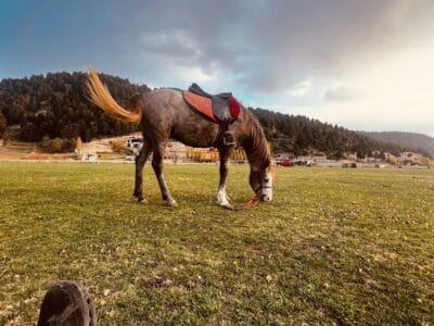 Horseback Riding in Qammouaa Akkar