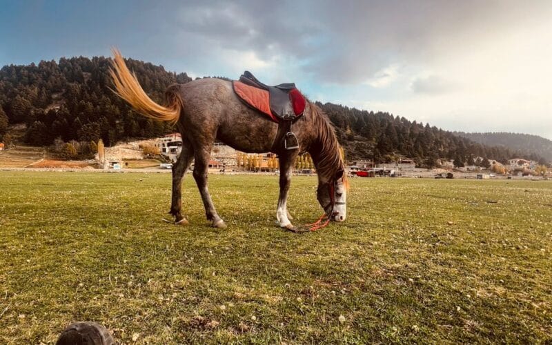 Horseback Riding in Qammouaa Akkar