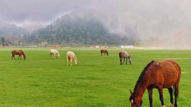 Horseback Riding in Qammouaa Akkar