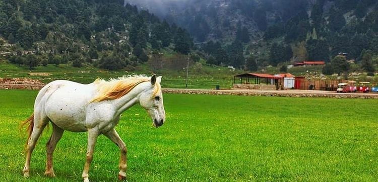 Horseback Riding in Qammouaa Akkar