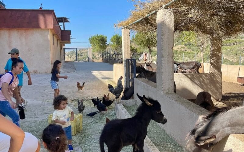 Sefir Bi Lebnen | A Full Day Adventure at Maasser Donkey Farm