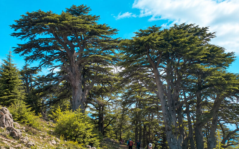 BAROUK CEDARS RESERVE HIKE