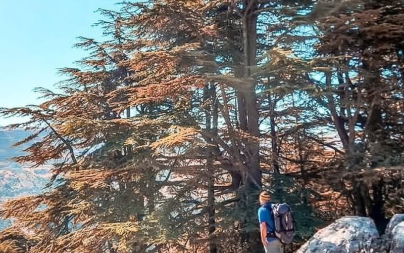 Hadath El Jebbeh Cedar Hiking