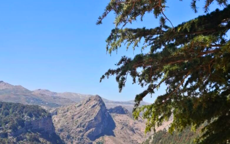Hadath El Jebbeh Cedar Hiking