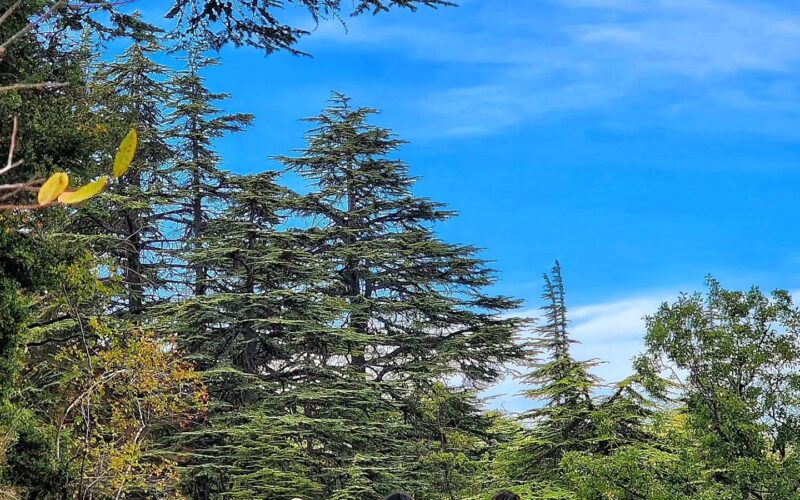 Horsh Ehden Fall Hiking – Saturday